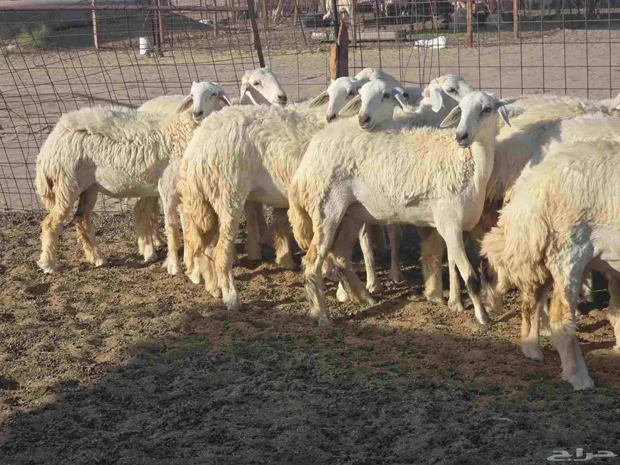 رخال سدر الفحل 2