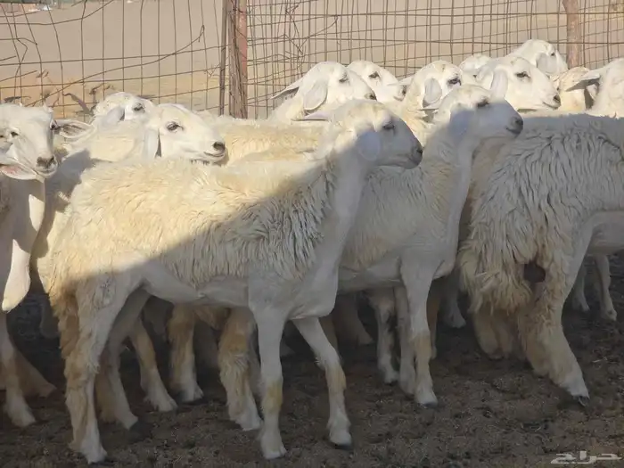 رخال سدر الفحل 1