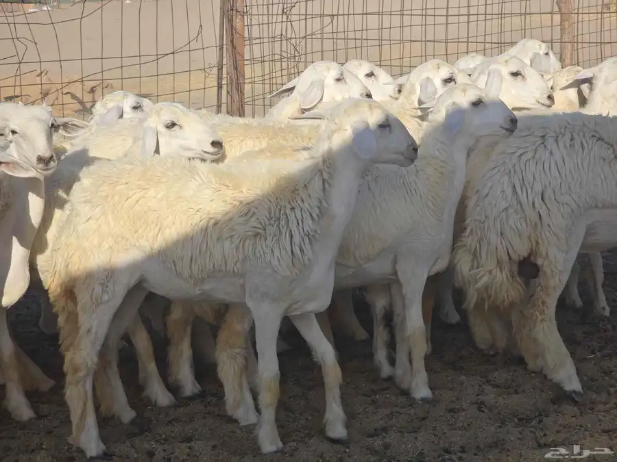 رخال سدر الفحل 1