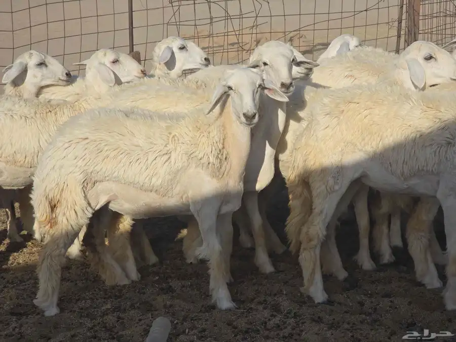 رخال سدر الفحل 7