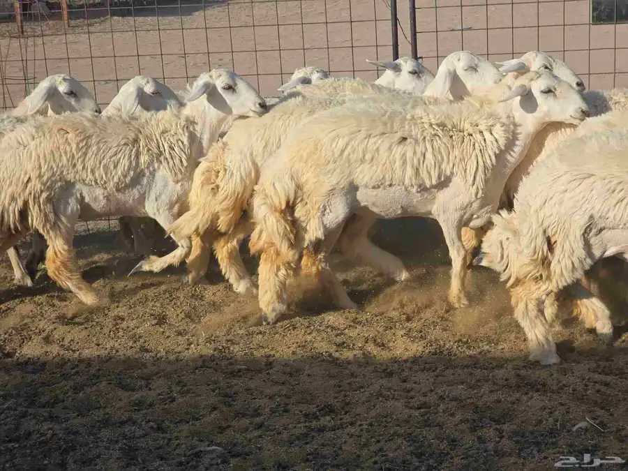 رخال سدر الفحل 6