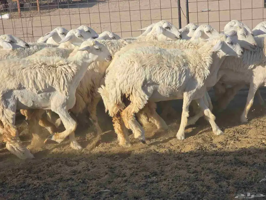 رخال سدر الفحل 8