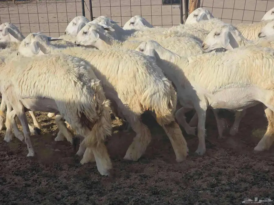 رخال سدر الفحل 3