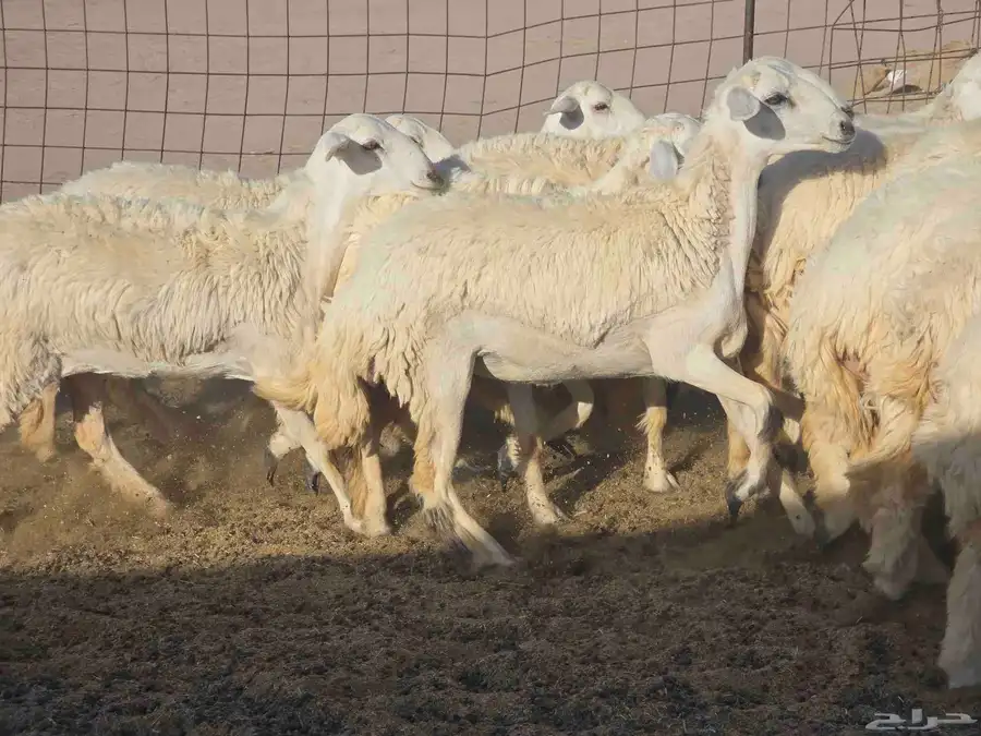 رخال سدر الفحل 0
