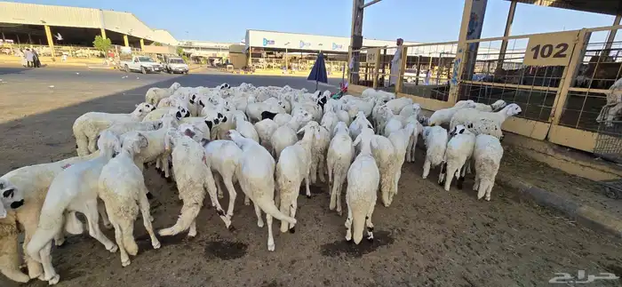 طليان سواكني مع خدمة تصوير ذبح توزيع و توصيل 1