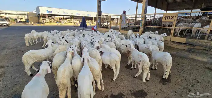 طليان سواكني مع خدمة تصوير ذبح توزيع و توصيل 10