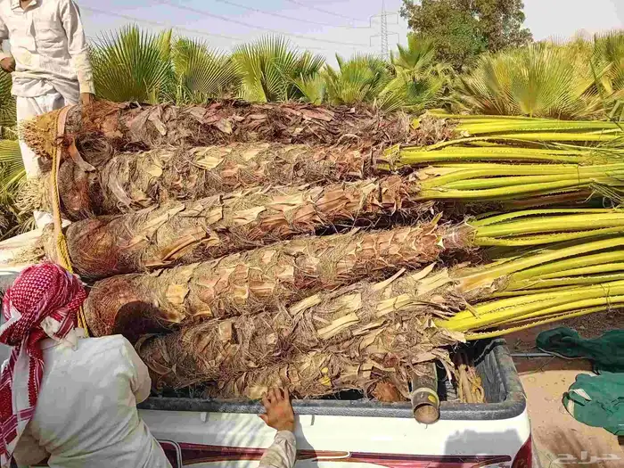 نخل وشنطني زينه للفل واستراحات والبيوت والقصور وا 3