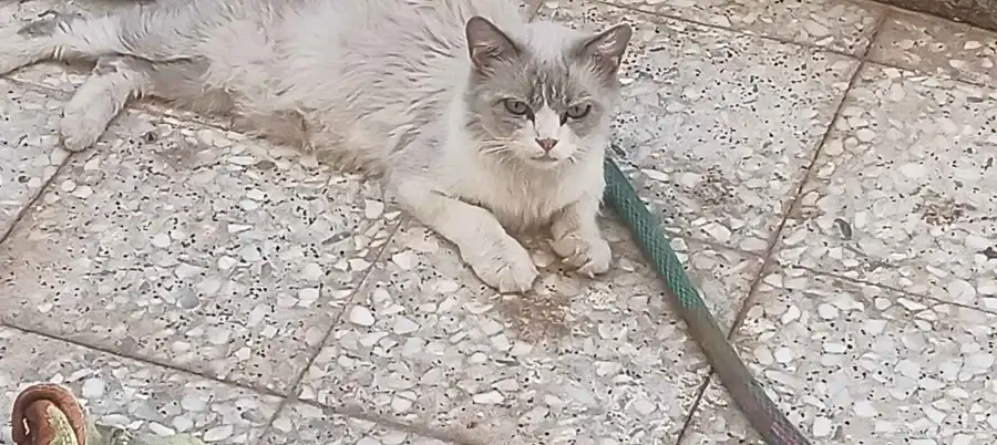 للبيع قطه مع عيالها الكتن عمرهم سبوعين 0