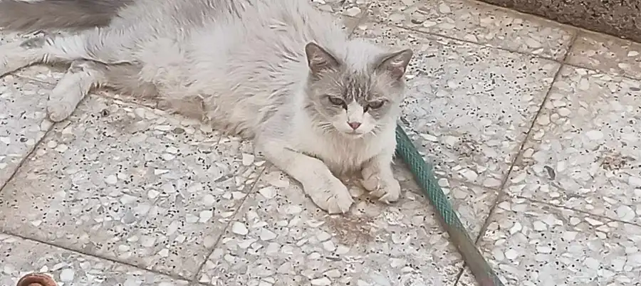 للبيع قطه مع عيالها الكتن عمرهم سبوعين 1