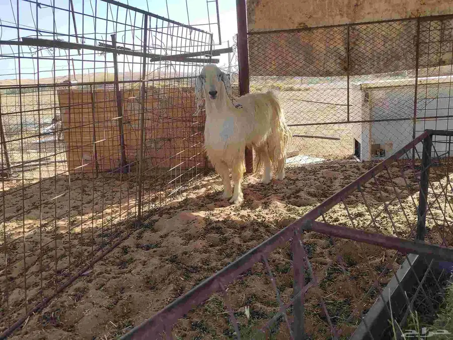 تيس سنه سدس شبب 2