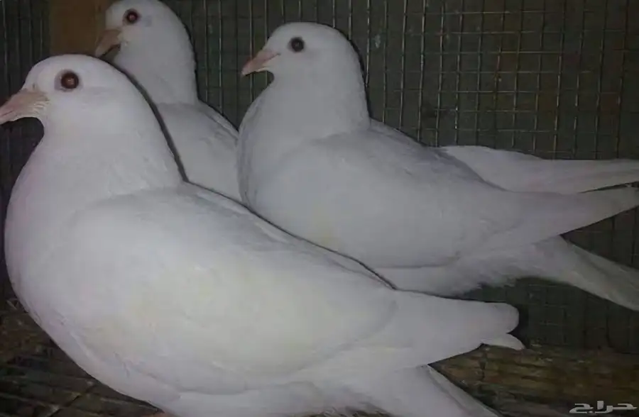 حمام فرنسي للبيع العلا 0
