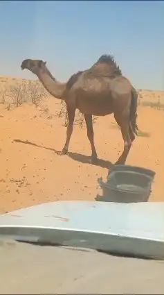 ناقه 000 0