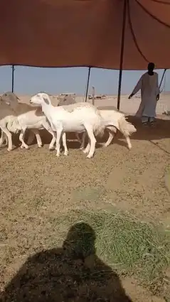 أعرض لكم غنم حريات رخال حرش صنف الصنف عددها 18 دفيع 2