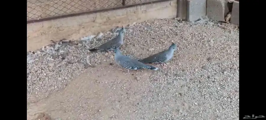 خلخليت 2