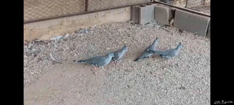 خلخليت 3