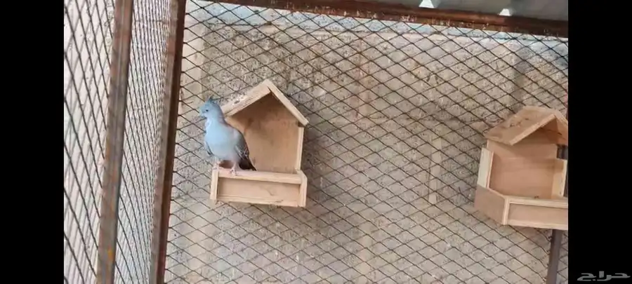 خلخليت 0