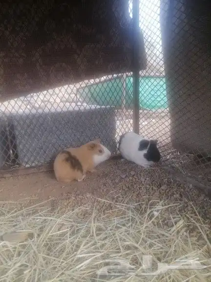 هامستر 1