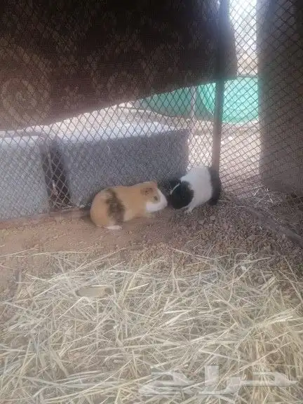 هامستر 2