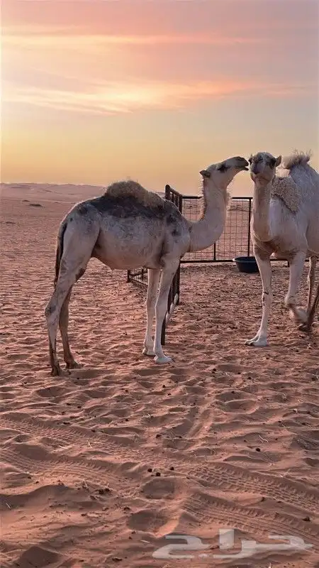 حاشي للبيع 0