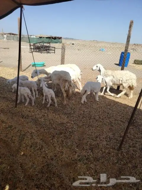 ضان خلفات 4 معها 5 تم البيع 1
