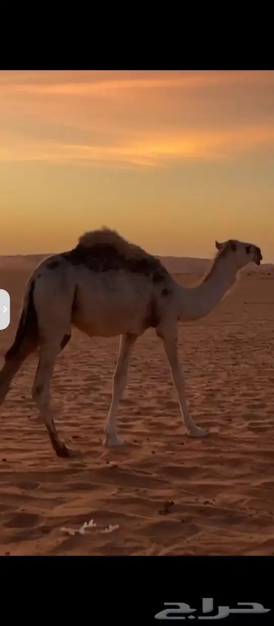 حاشي للبيع 1