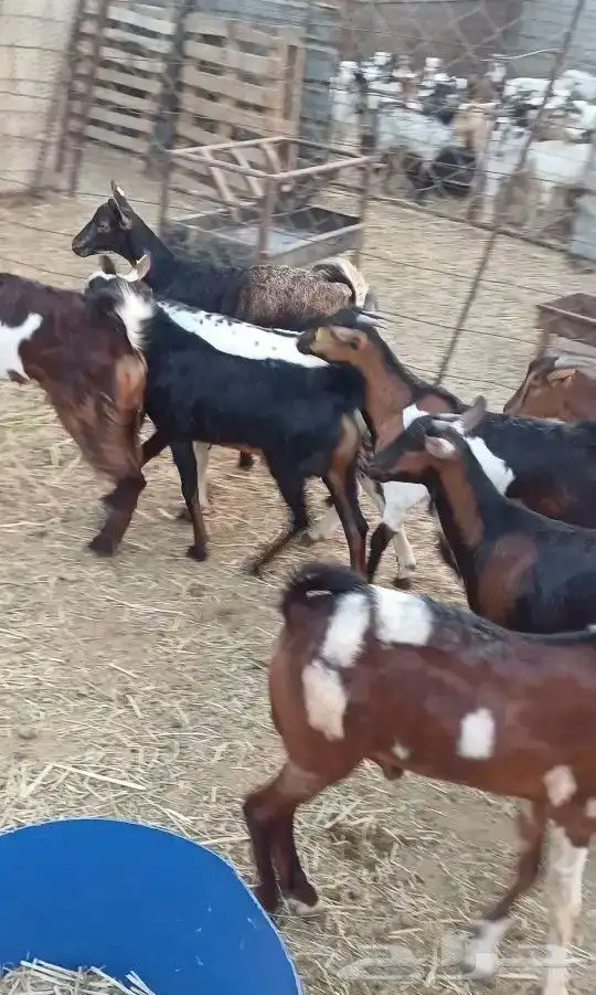 تيوس يمانيه لباني لحمها مشروط ظهور فل 0