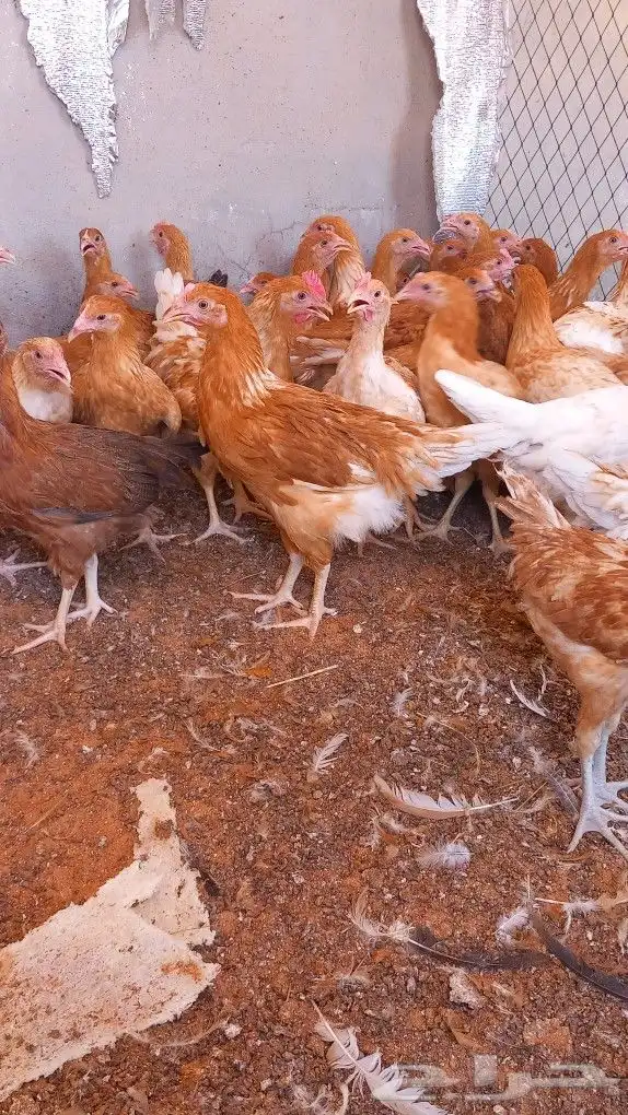 دجاج تركي اورنج 0