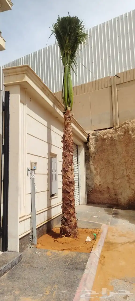 نخل وشنطني زينه للفل واستراحات والبيوت والقصور وا 4