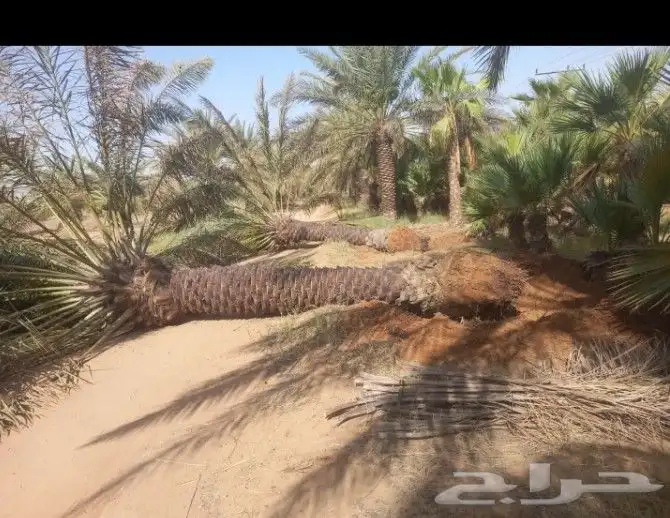 نخيل بجميع انواعه 0