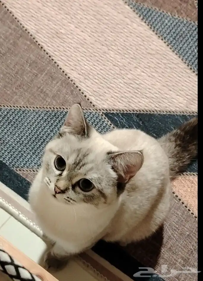 قطه ابوعريش بيع ب 400 مع جميع المستلزمات والاكل 2