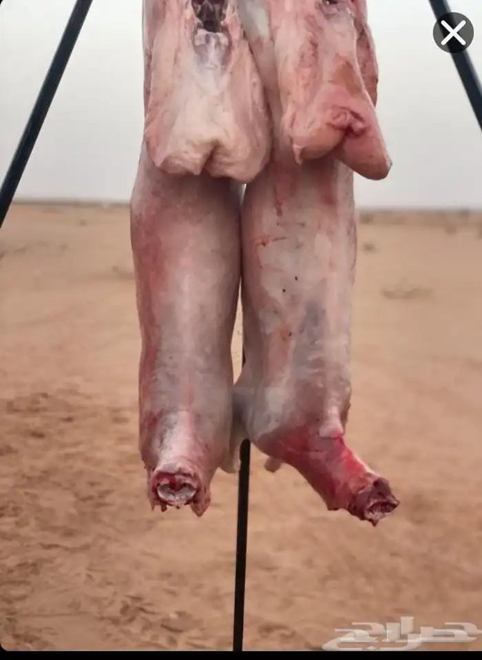 السلام عليكم ورحمه شيف ابو عبده في الشرقيه ومن حولها مشويات 5