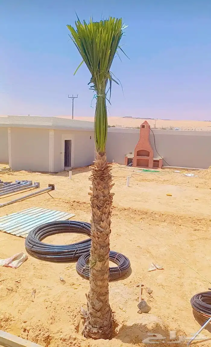 نخل وشنطني زينه للفل واستراحات والبيوت والقصور وا 0