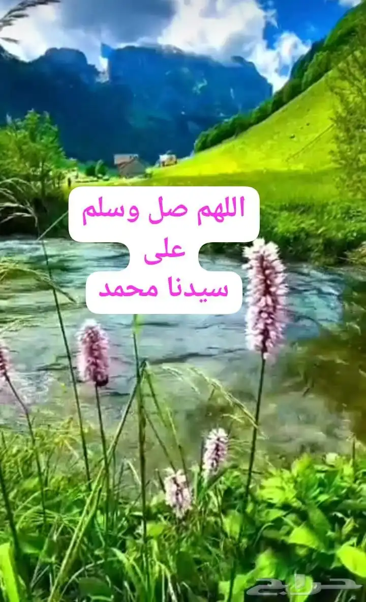 زاجل سباق اجواز منتجة وطبات جاهزة للتثبيت طيور نخبة أبطالTob 3