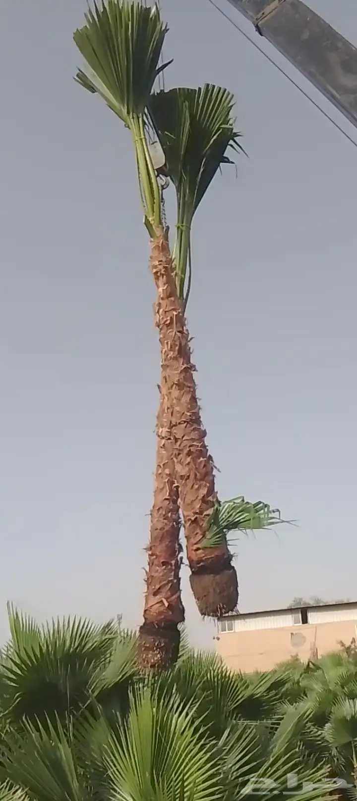 زراعه نخيل 0