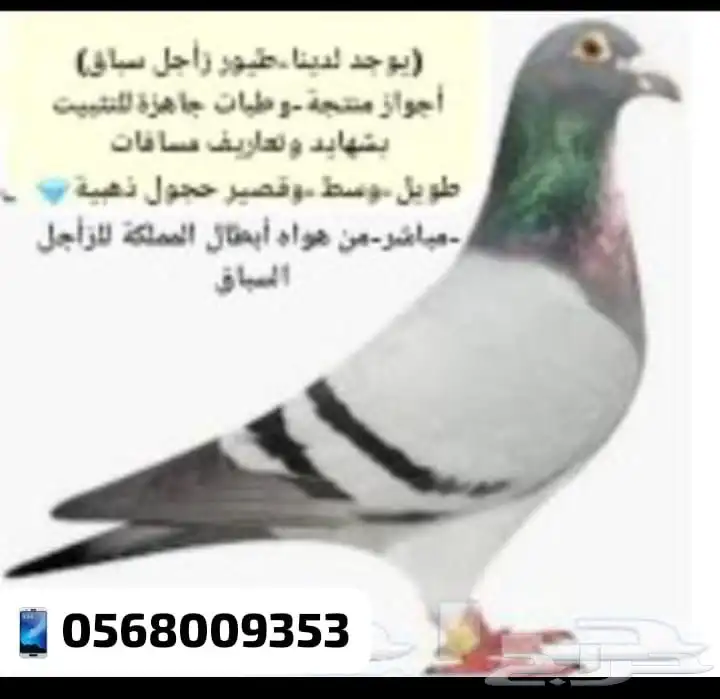 زاجل سباق اجواز منتجة وطبات جاهزة للتثبيت طيور نخبة أبطالTob 1