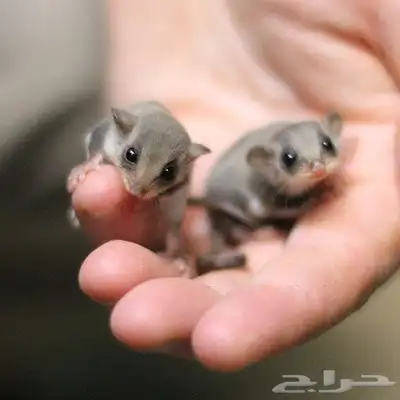 سناجب قزمه صغيره توها مفطومه غايت كل مربي 8