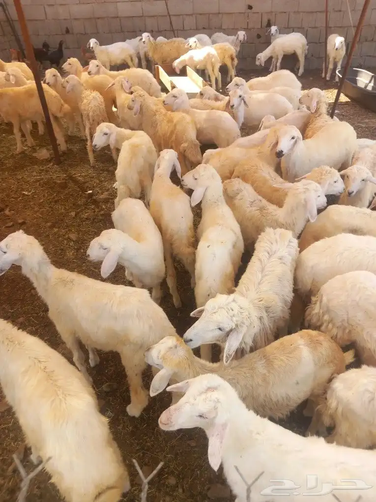 طليان ورخال حري بهم 4