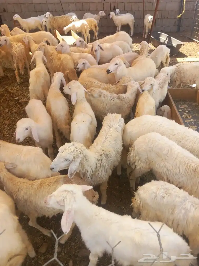 طليان ورخال حري بهم 0