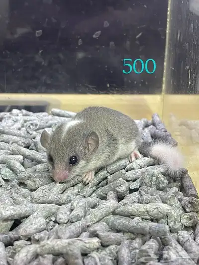 سناجب قزمه صغيره توها مفطومه غايت كل مربي 2