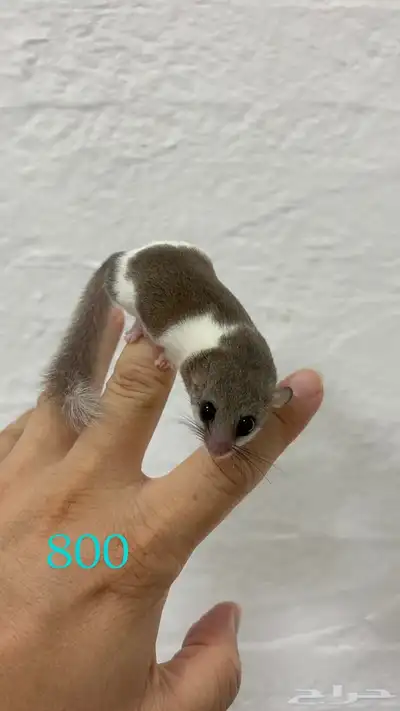 سناجب قزمه صغيره توها مفطومه غايت كل مربي 3