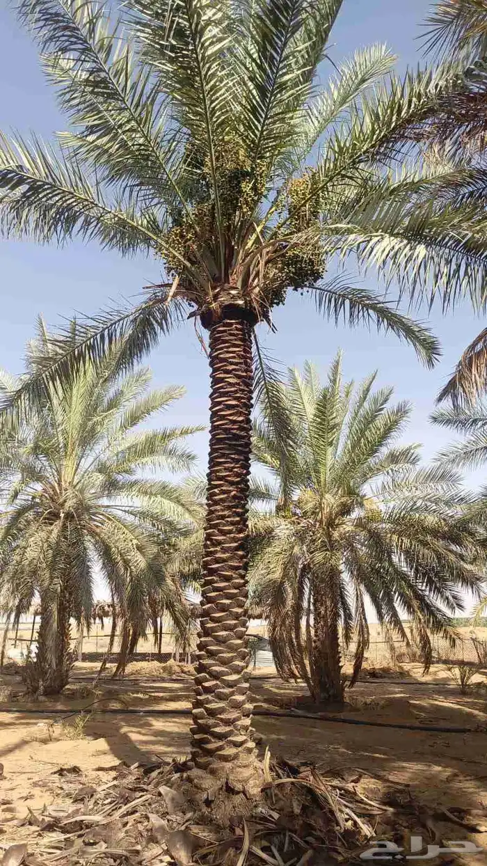 نخل للبيع 4