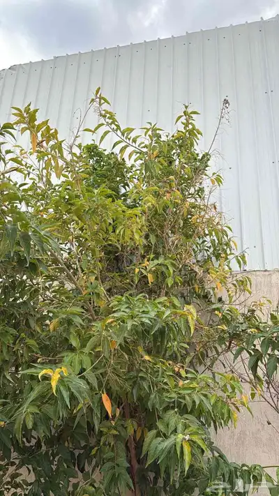 معلم قص اشجار وزراعه وجميع انواع الزراعه بمكه المكرمه خدمه 2 7