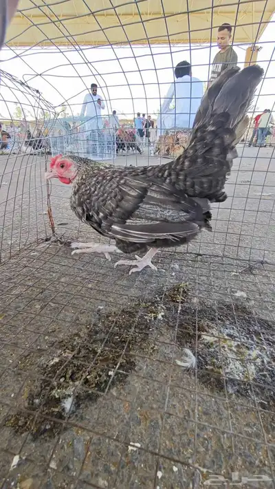 البيع دجاج جبانيز ب 90 2