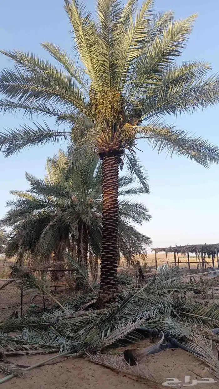 نخل للبيع 7