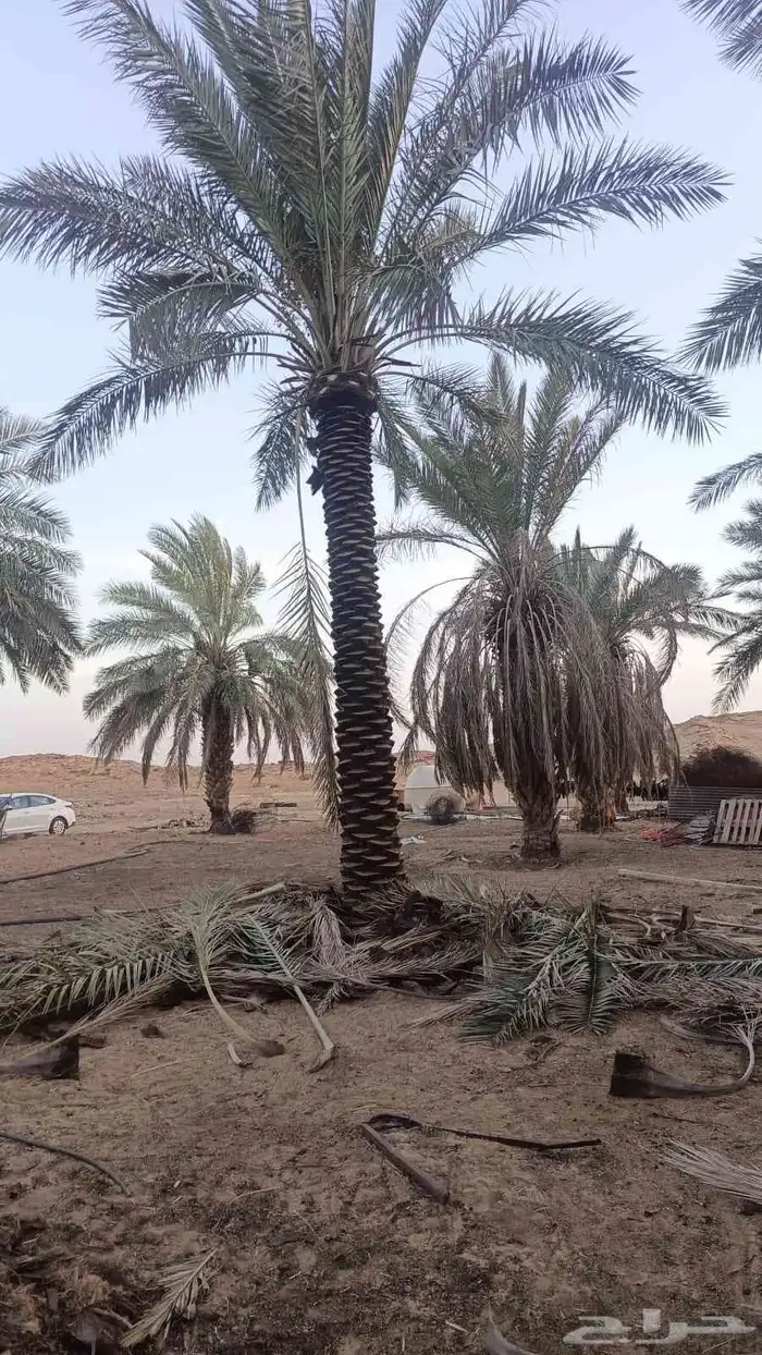 نخل للبيع 8