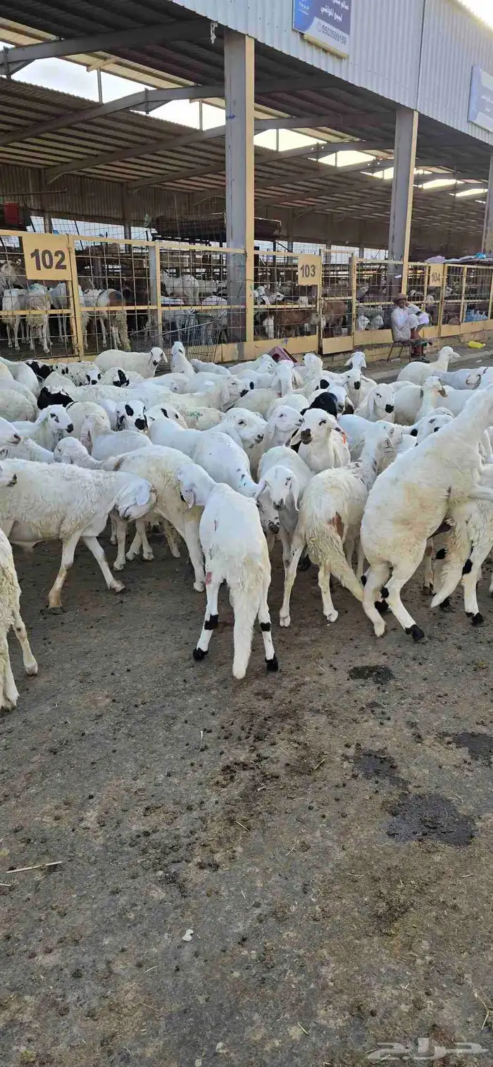 طليان سواكني مع خدمة تصوير ذبح توزيع و توصيل 3