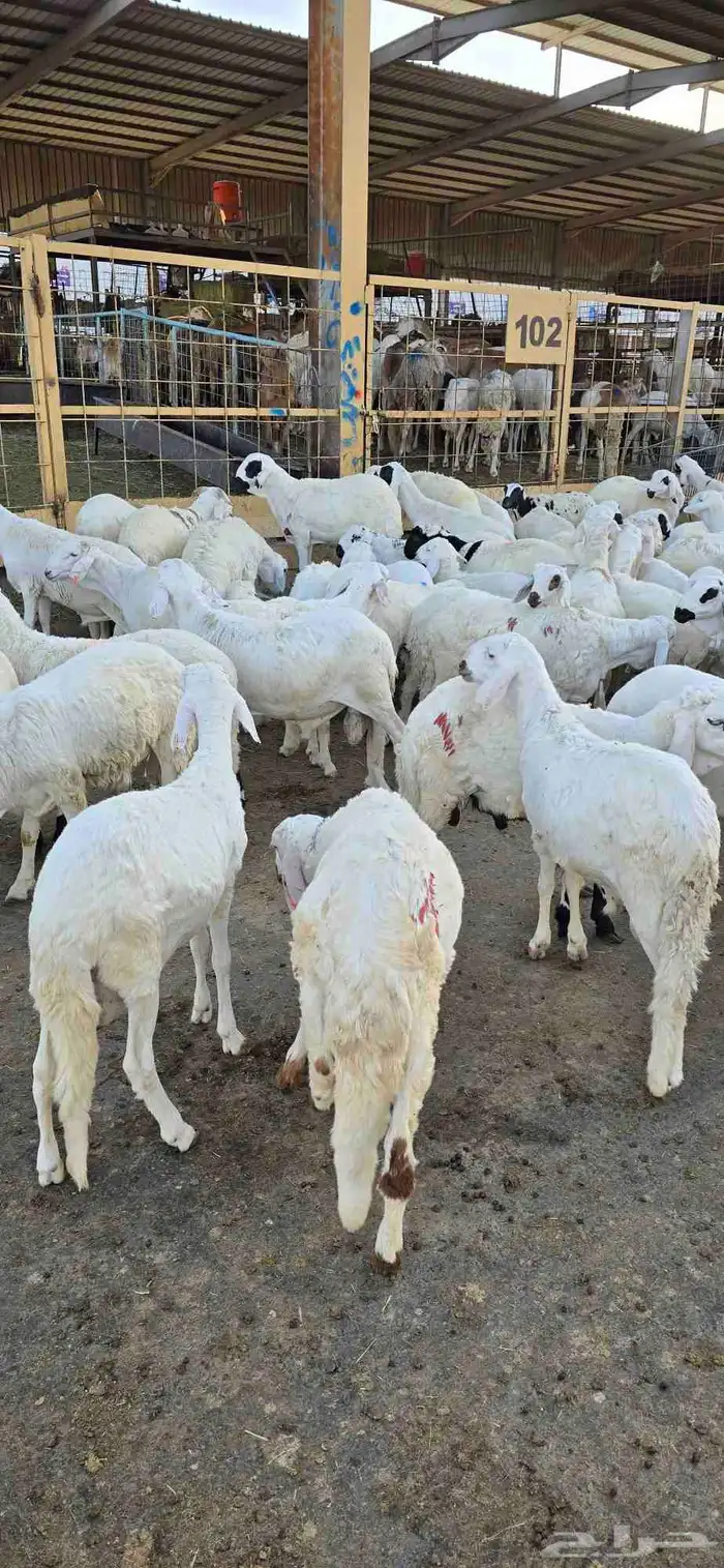 طليان سواكني مع خدمة تصوير ذبح توزيع و توصيل 6