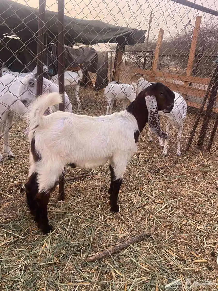 تيس مطور فاخر 1