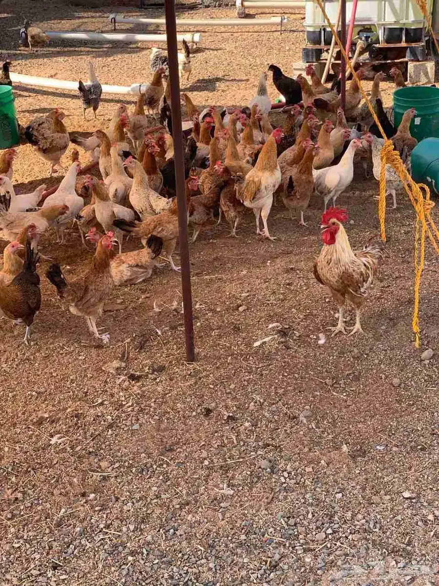 بيض دجاج بلدي فواتح للبيع 1