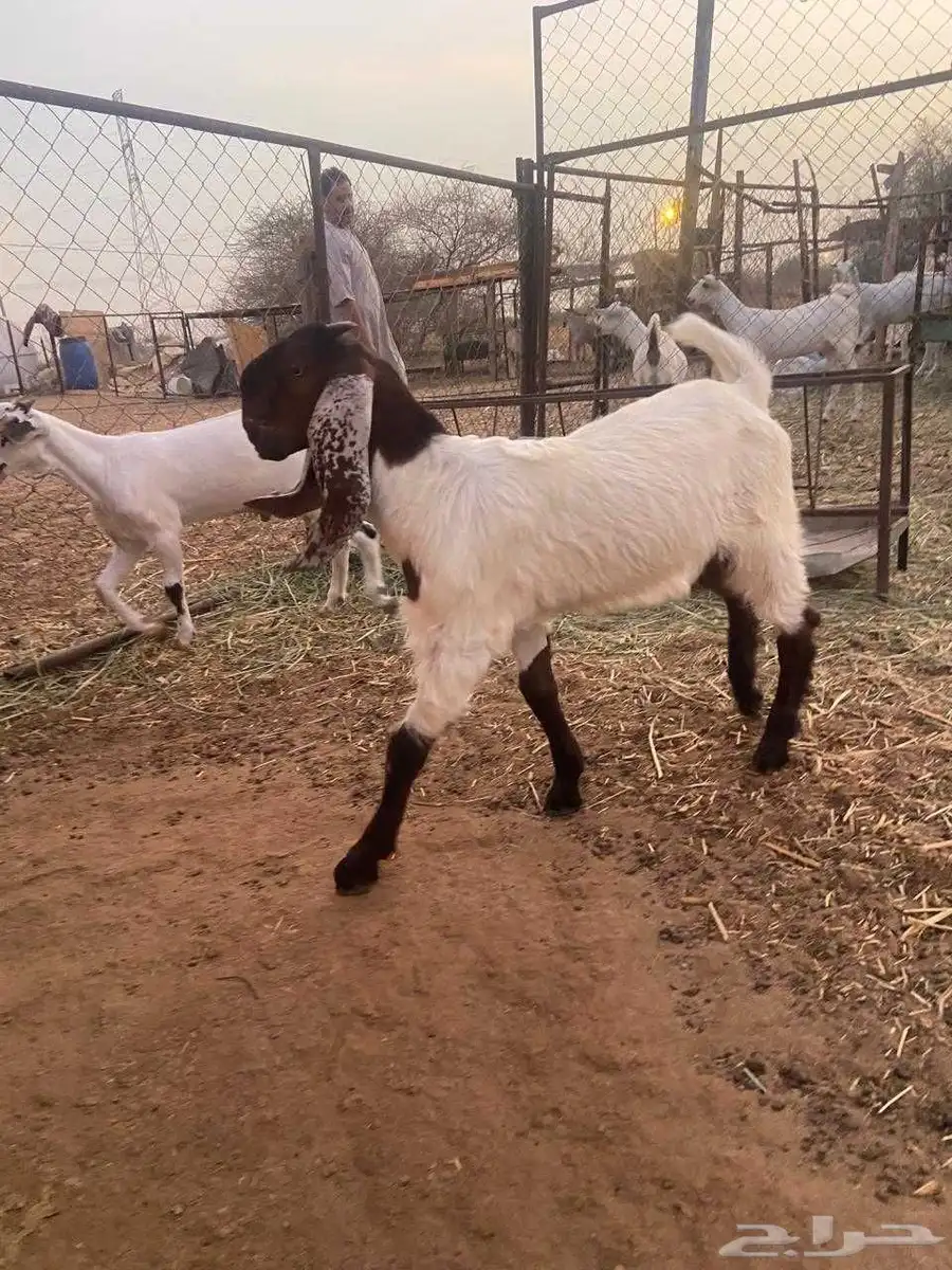 تيس مطور فاخر 0